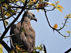 Haliaeetus ichthyaetus