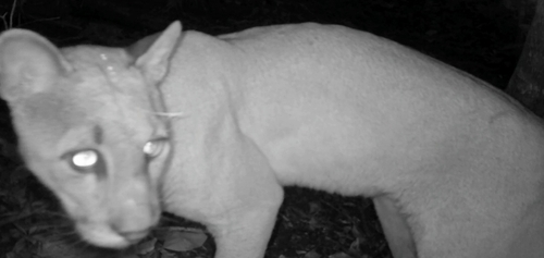 Mountain Lion