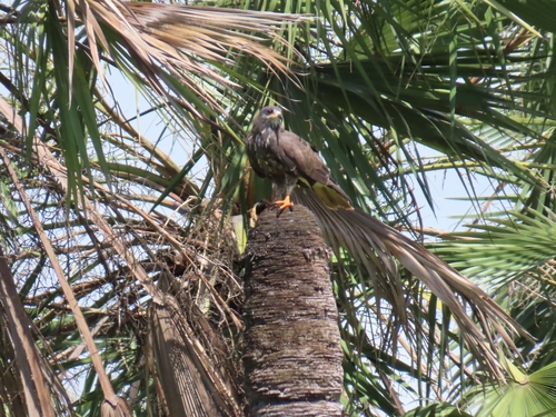 Rostrhamus sociabilis sociabilis