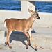 Key Deer - Photo (c) uconnbirdfish, some rights reserved (CC BY-NC-ND), uploaded by uconnbirdfish