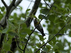 Setophaga americana image