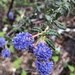 Wartleaf Ceanothus - Photo (c) Christian Schwarz, some rights reserved (CC BY-NC), uploaded by Christian Schwarz