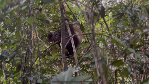 Northeast Bornean Orangutan