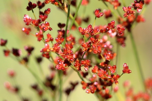 Bog rush (Juncus biflorus)