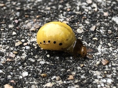 Labidomera clivicollis