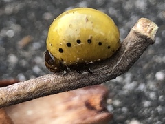 Labidomera clivicollis