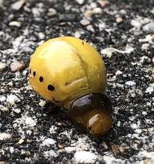 Labidomera clivicollis