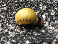 Labidomera clivicollis