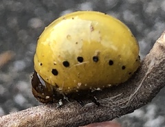 Labidomera clivicollis