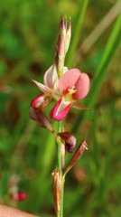 Alysicarpus roxburghianus