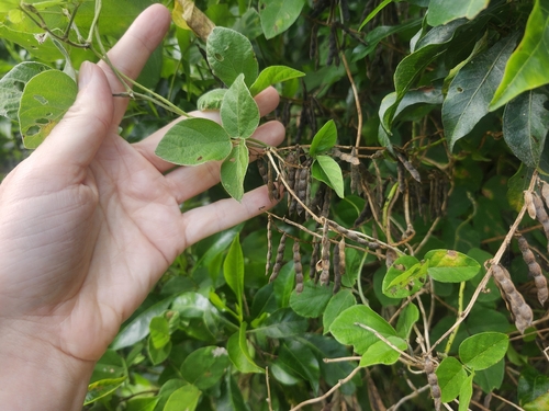 Glycine, 2026-06-01