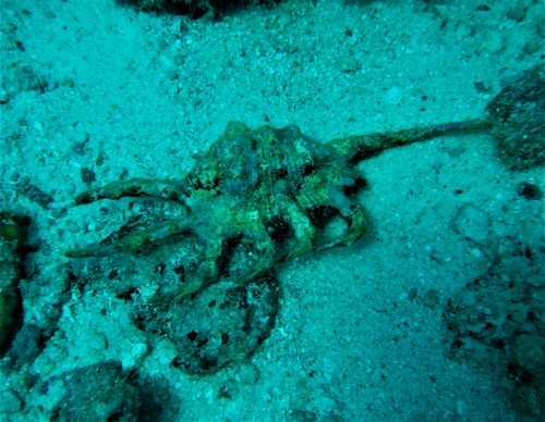 Lambis indomaris — seen at this dive site