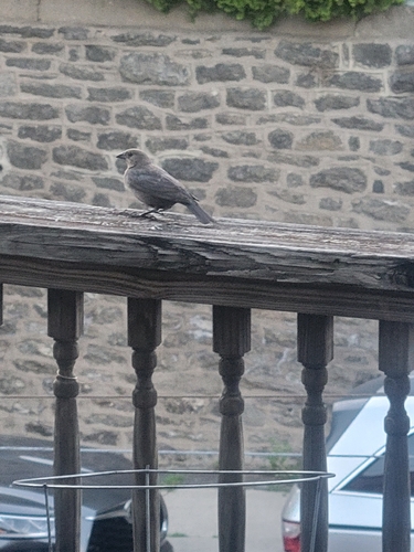 Brown-headed Cowbird
