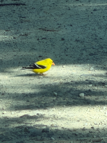 American Goldfinch