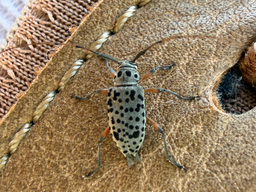 Spotted Longhorn Beetle