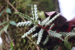 Aechmea pubescens