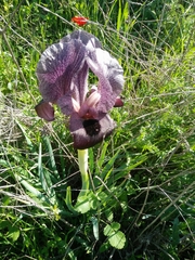 Iris atrofusca
