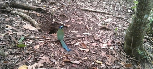Amazonian Motmot