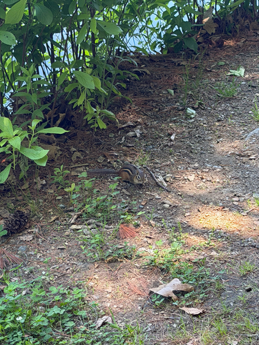 Eastern Chipmunk