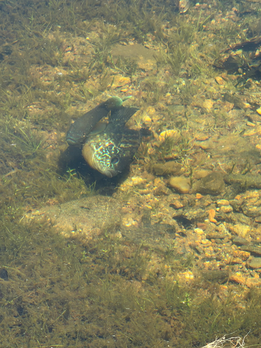 Pumpkinseed