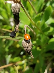 Hippodamia convergens