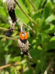 Hippodamia convergens