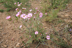 Chamaerhodos grandiflora