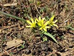 Gagea fedtschenkoana