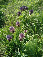 Iris atrofusca