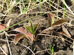 Fragaria viridis