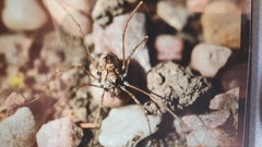 Platybunus pinetorum