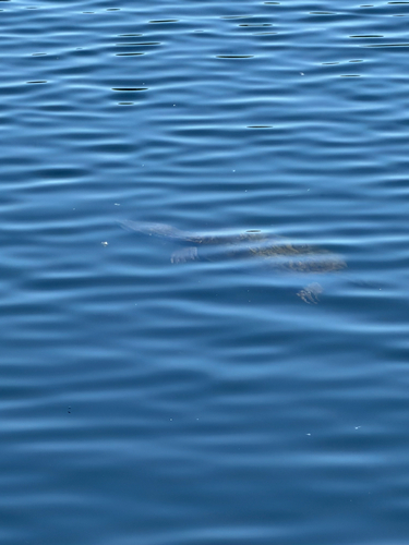 Snapping Turtle