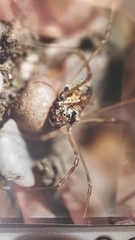 Platybunus pinetorum