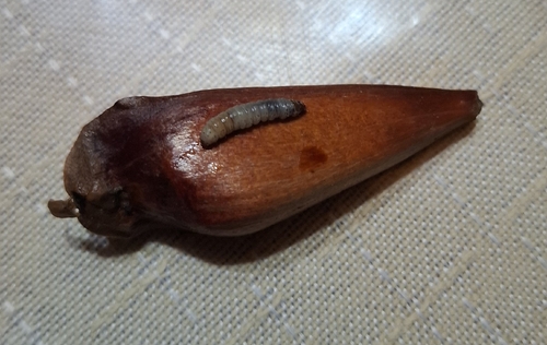 Cydia araucariae