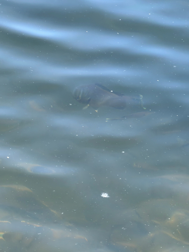 Redear Sunfish