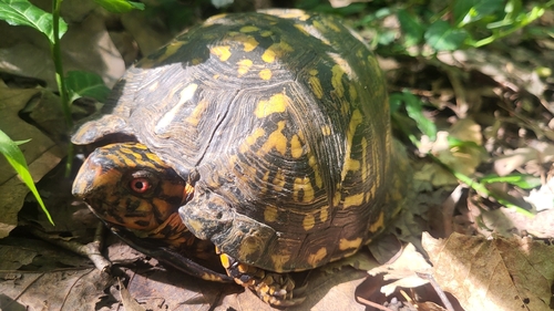 Eastern Box Turtle