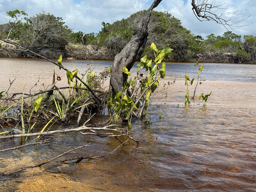 Montrichardia arborescens, photograph 5