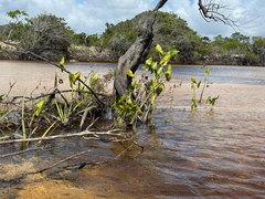 Montrichardia arborescens, photograph (c) topeuna, some rights reserved (CC BY)