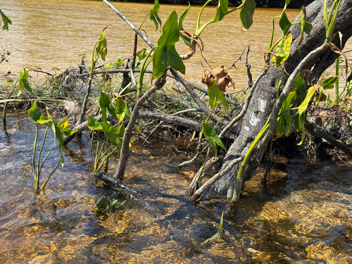 Montrichardia arborescens, photograph 6
