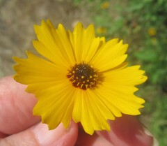 Coreopsis basalis, photograph (c) Linda Jo Conn, some rights reserved (CC BY)