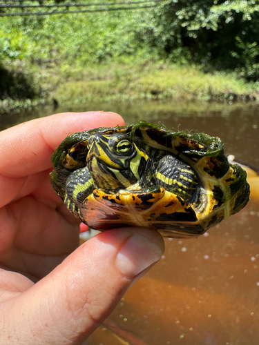 Pond Slider