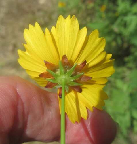 Coreopsis basalis, photograph 6