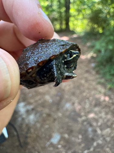 Eastern Musk Turtle