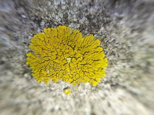 Mexican Yolk Lichen