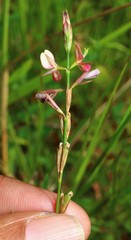 Alysicarpus roxburghianus