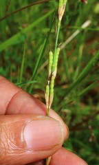 Alysicarpus roxburghianus