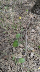 Ranunculus rhomboideus