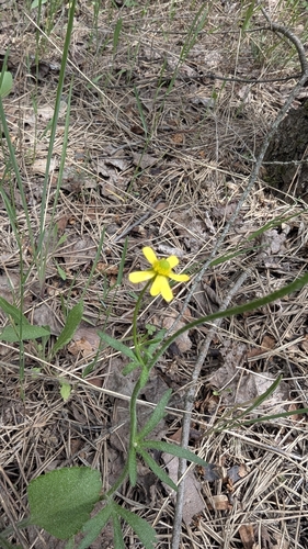 Ranunculus rhomboideus, photograph 2