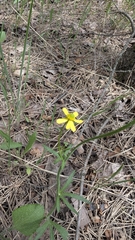 Ranunculus rhomboideus, photograph (c) treelogical, some rights reserved (CC BY)