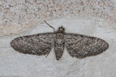 Eupithecia zygadeniata